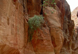 Pétra (Jordanie)